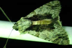 Ulotrichopus tinctipennis