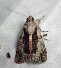 Ulotrichopus tinctipennis