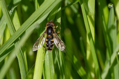 Striped Swamp Fly, Callantsoog, Netherlands, photo 4 of 10
