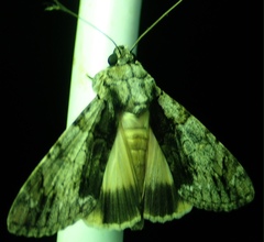 Ulotrichopus tinctipennis