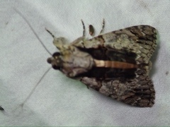 Ulotrichopus tinctipennis