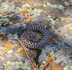 Crotalus cerberus