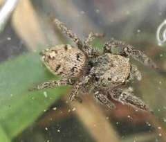 Habronattus coecatus