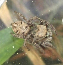 Habronattus coecatus