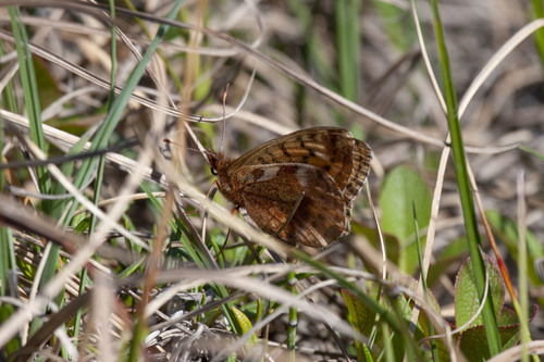 Frigga Fritillary