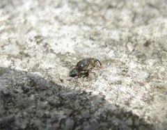 Ceutorhynchini