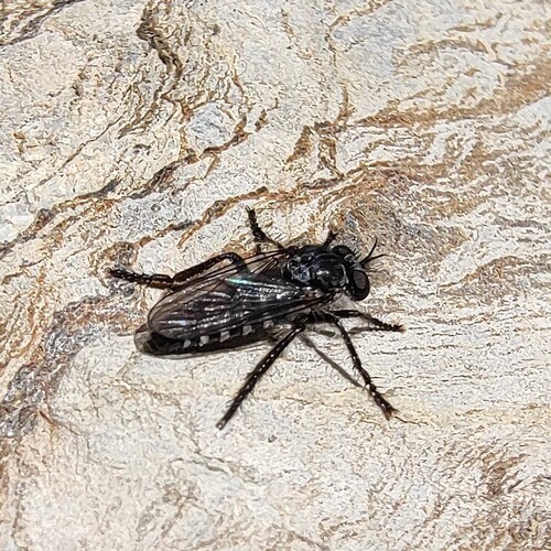 Cyrtopogon meyerduerii
