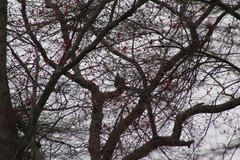 Bubo virginianus virginianus