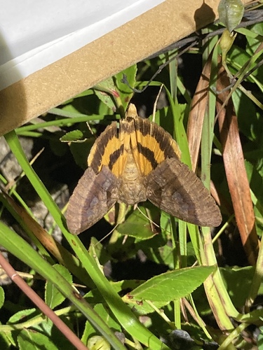 Bay Underwing photo 2