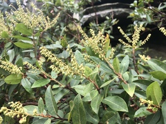 Pieris floribunda