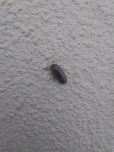Arcangeli's Pill Woodlouse