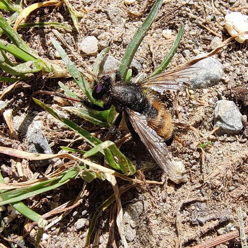 Cyrtopogon ruficornis