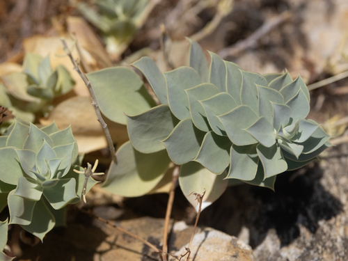 Donkey Tail