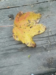 Acer