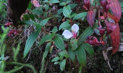 Monochaetum floribundum
