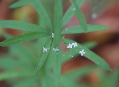 Galium sylvaticum