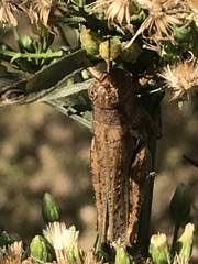 Melanoplus devastator