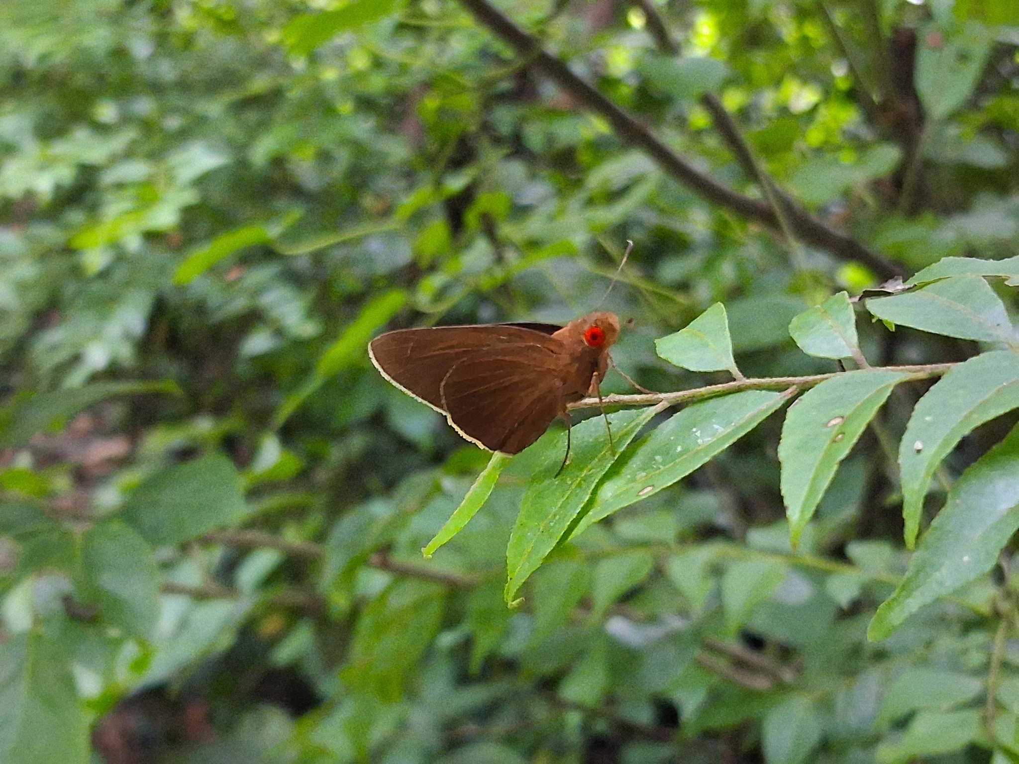 Common Branded Redeye