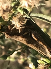 Melanoplus devastator