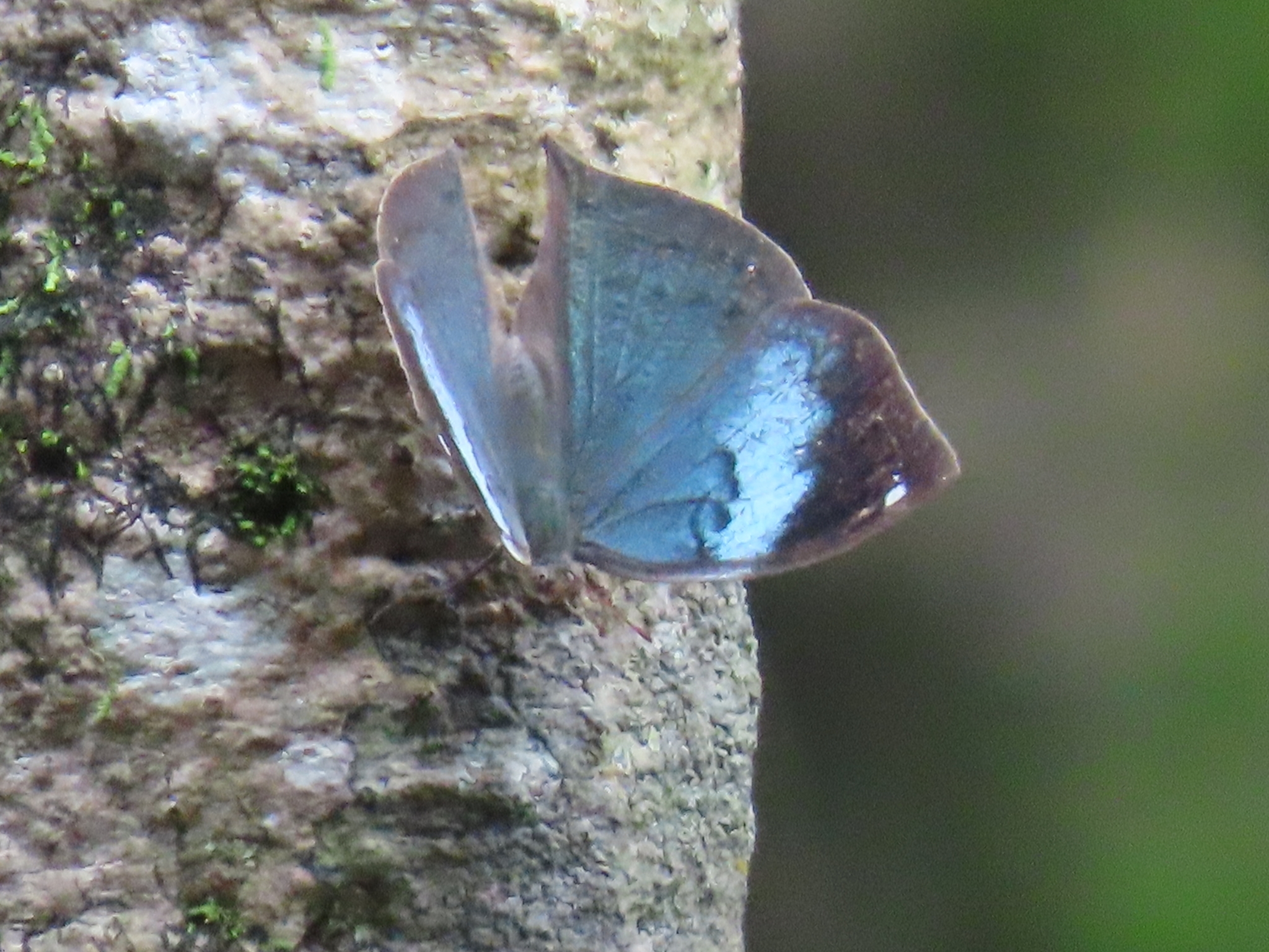 Sahyadri Blue Oakleaf