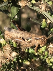 Melanoplus devastator