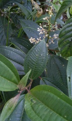 Miconia glaberrima
