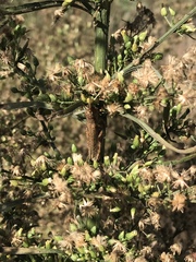 Melanoplus devastator