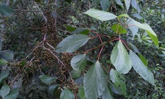 Alchornea latifolia