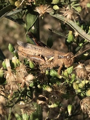 Melanoplus devastator