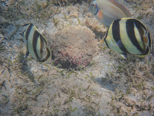 Banded butterflyfish