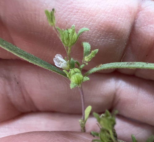 Racemose Phacelia (Phacelia racemosa)