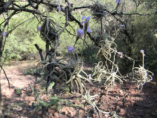 Tillandsia reichenbachii, photograph 5