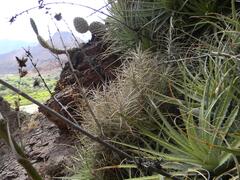 Tillandsia diaguitensis, photograph author not stated, no rights reserved