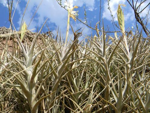 Tillandsia diaguitensis, photograph 6