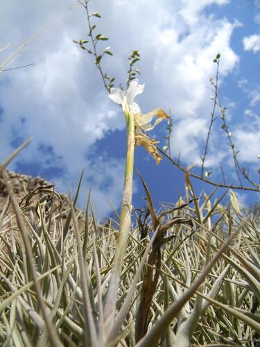 Tillandsia diaguitensis, photograph 5