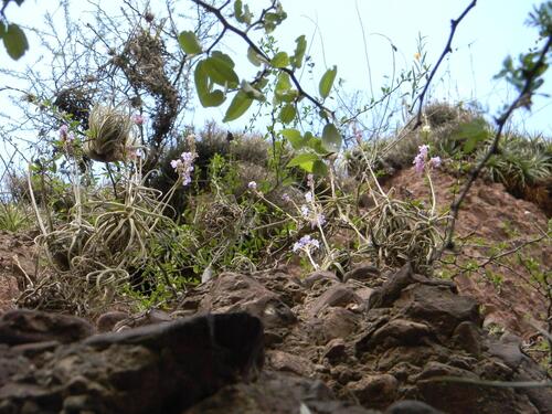 Tillandsia reichenbachii, photograph 6