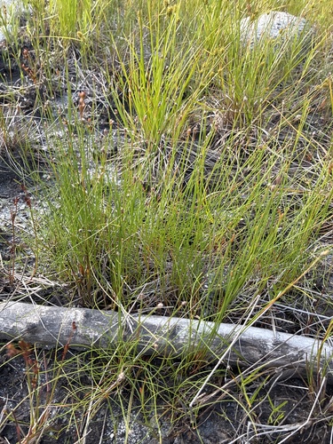 Slender Spikerush — photo 1