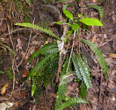 Blechnum membranaceum