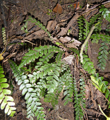 Blechnum membranaceum