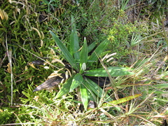 Celmisia spectabilis