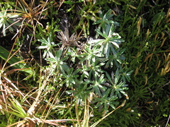 Celmisia angustifolia