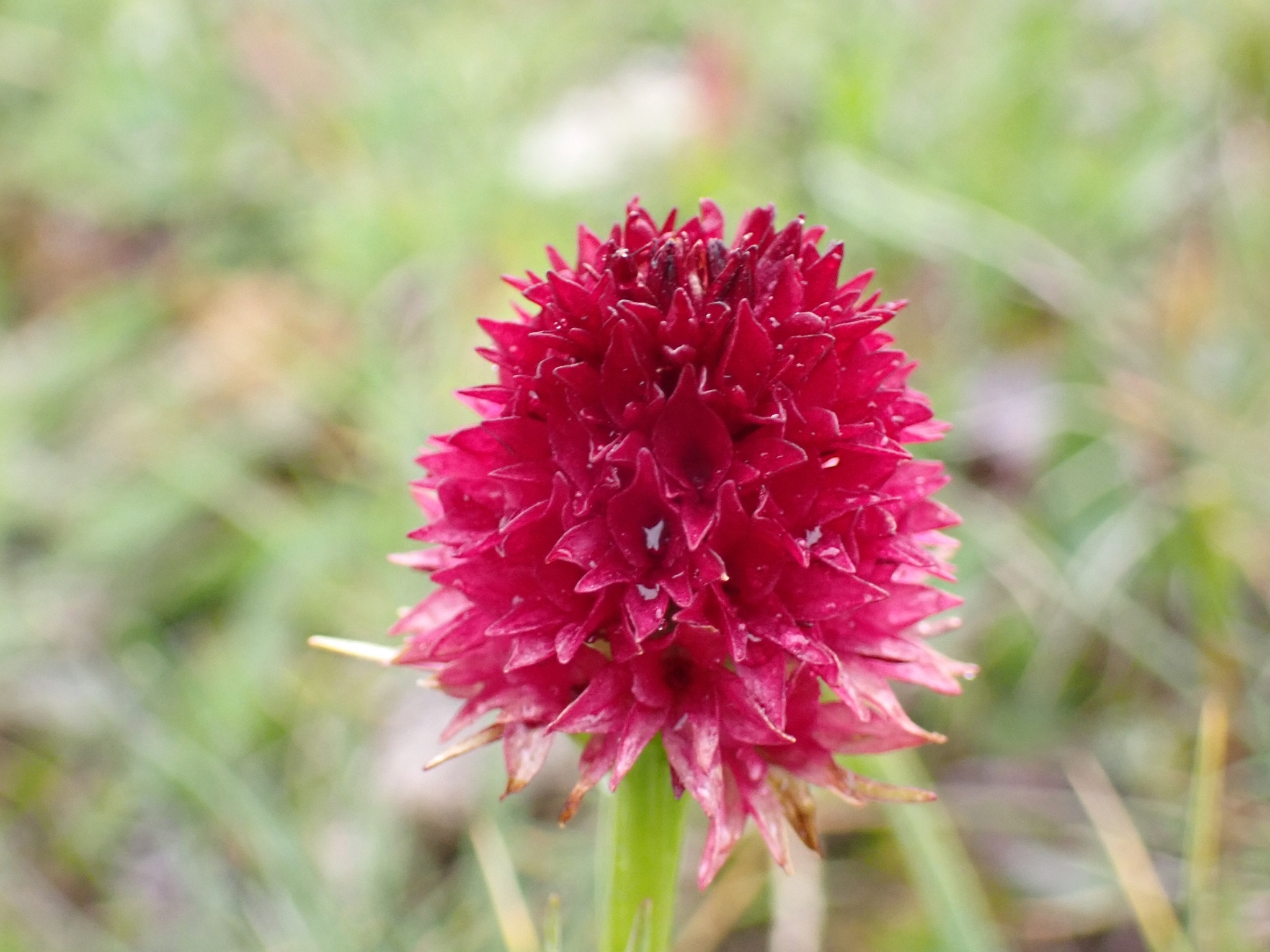 Gymnadenia ×