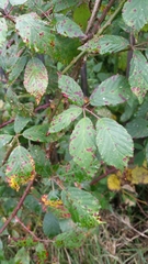 Rubus lindleianus