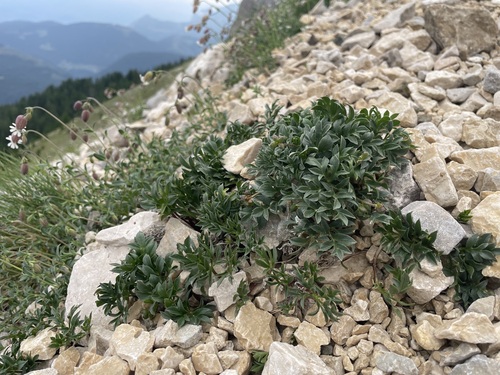 Ranunculus seguieri, photograph 5