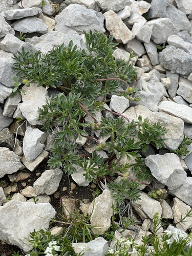 Ranunculus seguieri, photograph 6
