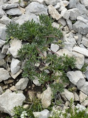 Ranunculus seguieri, photograph (c) C. Oppermann, some rights reserved (CC BY-SA)