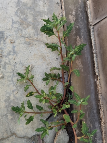 oak-leaved goosefoot