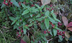 Monochaetum floribundum