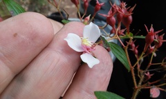 Monochaetum floribundum