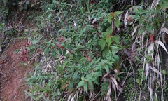 Monochaetum floribundum